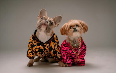 Bijoux chien en pierre : tendance Univers chien